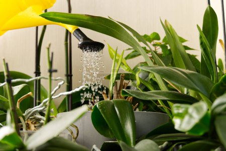 Photo for Woman gardener watering orchid flowers at home. houseplant care. housework and plants care concept. Home gardening, love of plants and care. - Royalty Free Image