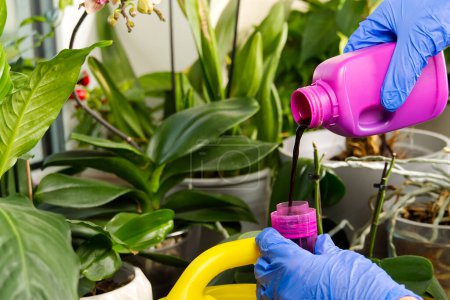 Photo for Gardener fertilizer home orchid plants. houseplant care. woman watering orchid flowers. , housework and plants care concept. Home gardening - Royalty Free Image