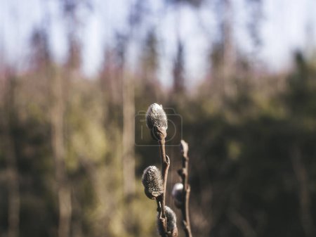 Téléchargez les photos : Bourgeons moelleux sur un arbre de printemps - en image libre de droit