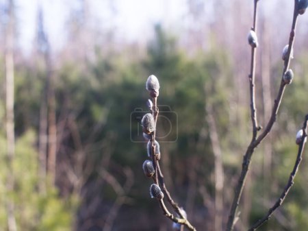 Téléchargez les photos : Bourgeons moelleux sur un arbre de printemps - en image libre de droit