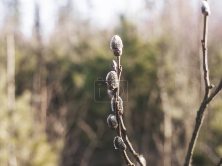 Foto de Brotes esponjosos en un árbol de primavera - Imagen libre de derechos