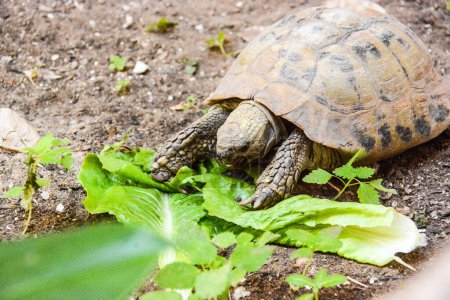 Photo for Tortoise animal on nature background - Royalty Free Image