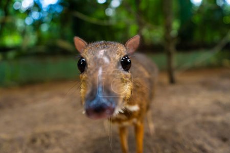 Téléchargez les photos : Kanchil est un bébé cerf mignon incroyable des tropiques. Le cerf de souris est l'un des animaux les plus insolites. Souris à sabots fendus - en image libre de droit