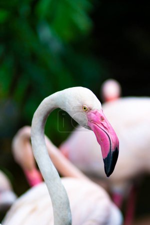 Téléchargez les photos : Troupeau de flamants roses dans le zoo, scène de la nature - en image libre de droit