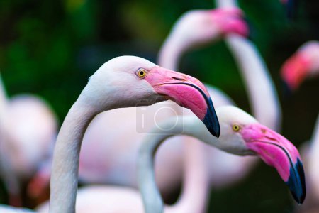 Téléchargez les photos : Vue détaillée du troupeau de flamants roses dans l'étang du zoo - en image libre de droit