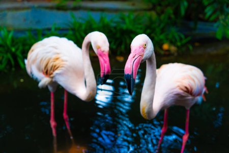 Foto de Manada de flamencos rosados en el estanque del zoológico - Imagen libre de derechos