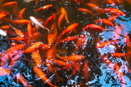 Foto de Una bandada de carpas rojas japonesas en el estanque. Pescado para decoración interior - Imagen libre de derechos