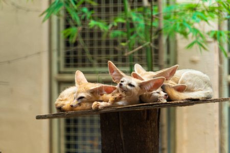 Foto de Lindos fennecs durmientes en el estante del zoológico - Imagen libre de derechos