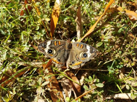 Foto de Brown moth insect on ground with grass - Imagen libre de derechos