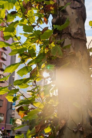 Foto de Reflejos soleados de la luz del sol de la mañana con hojas verdes frescas - Imagen libre de derechos