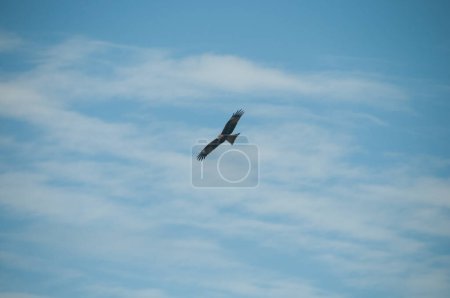 Photo for Brown wild Arab desert eagle - Royalty Free Image