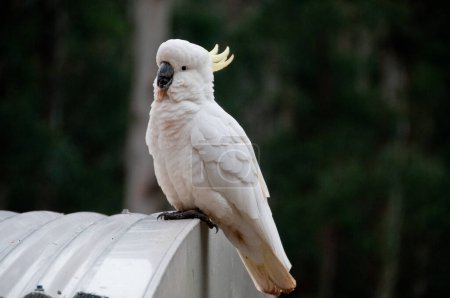 Foto de Hermosa cacatúa blanca grande pájaro - Imagen libre de derechos