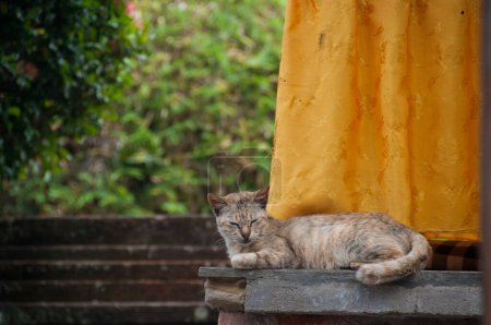 Foto de Cabello corto marrón lindo pequeño durmiendo gato - Imagen libre de derechos