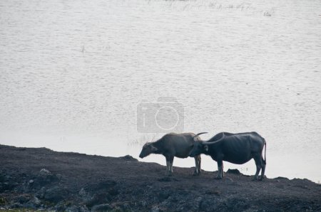Foto de Dos búfalos de agua en el sur de Tailandia - Imagen libre de derechos