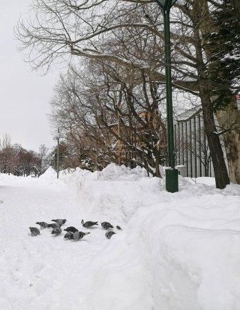 Téléchargez les photos : Groupe de pigeons debout ensemble dans le parc central de Sapporo - en image libre de droit