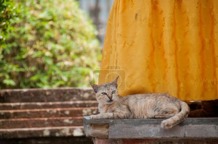 Téléchargez les photos : Cheveux courts brun mignon petit chat endormi regardant curieusement - en image libre de droit