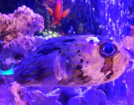 Téléchargez les photos : "Souffler du porc-épic flottant dans un aquarium. Incroyable concept de monde sous-marin - en image libre de droit