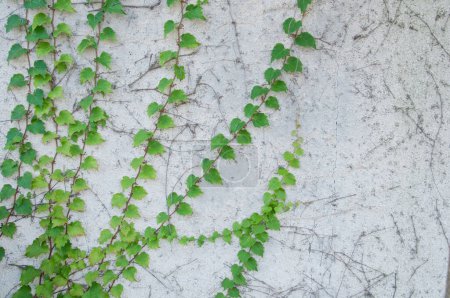 Foto de Planta trepadora verde fresca en pared rústica de hormigón blanco - Imagen libre de derechos