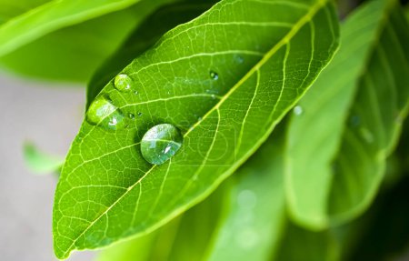 Téléchargez les photos : Gouttes d'eau sur les feuilles vertes. - en image libre de droit