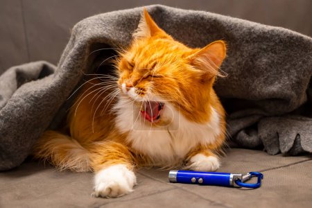 Téléchargez les photos : Rouge Sibérie pelucheux chat bâille et se trouve sur le canapé - en image libre de droit