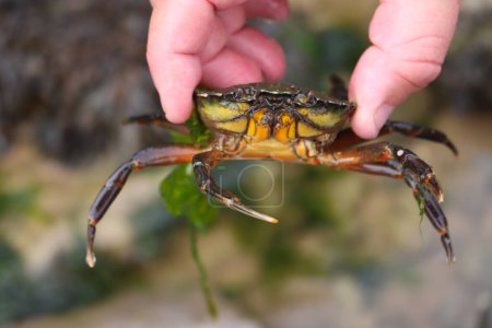Téléchargez les photos : Petit crabe attrapé rampant à travers les rochers - en image libre de droit