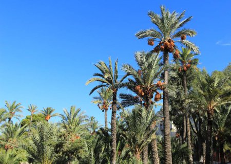 Téléchargez les photos : Paysage et palmiers de la colline de la rivière Vinalopo - en image libre de droit