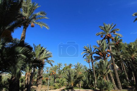 Téléchargez les photos : Landscape and palm trees of the hillside of the Vinalopo River - en image libre de droit
