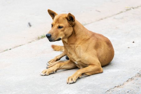 Téléchargez les photos : Thaïlande chien brun mâle
. - en image libre de droit