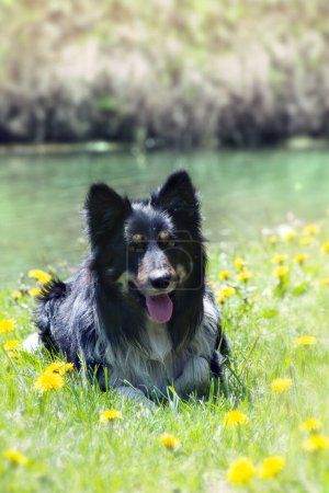 Foto de Primer plano de adorable perro australiano en el parque - Imagen libre de derechos