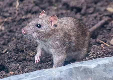 Téléchargez les photos : Rat brun dans le jardin en arrière-plan, gros plan - en image libre de droit