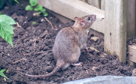 Photo for Brown rat by a fence on background, close up - Royalty Free Image