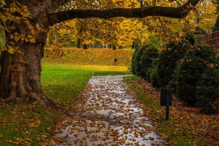Téléchargez les photos : Parc d'automne entouré de feuilles jaunes - en image libre de droit