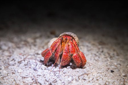 Photo for Strawberry Hermit Crab at night - Royalty Free Image