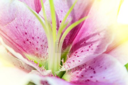 Photo for Beautiful pink lily. floral background - Royalty Free Image