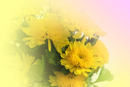 Foto de Flor de caléndula. Hermoso fondo floral - Imagen libre de derechos
