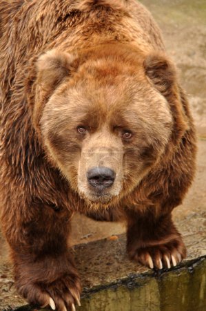 Téléchargez les photos : Grizzly ours brun regardant la caméra dans le zoo - en image libre de droit