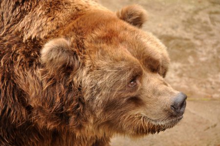 Téléchargez les photos : Portrait d'ours brun grizzli en gros plan dans le zoo - en image libre de droit