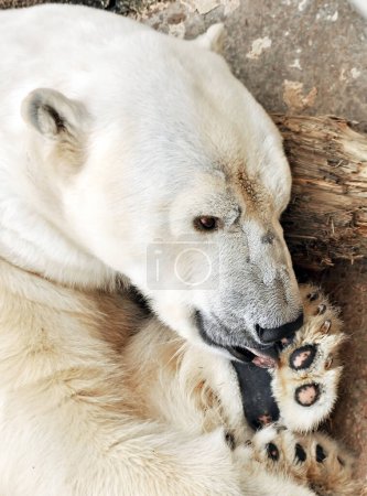 Téléchargez les photos : Ours blanc polaire dormant sur un rocher à l'extérieur dans le zoo - en image libre de droit