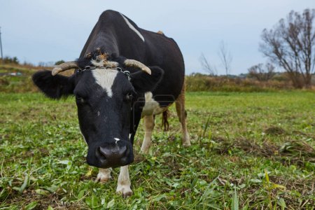 Foto de "Vaca lechera en el campo. Vaca lechera. Una vaca lechera curiosa." - Imagen libre de derechos