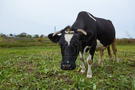 Téléchargez les photos : "Vache laitière à la campagne. Vache laitière. Une vache laitière curieuse." - en image libre de droit