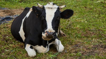 Foto de Una curiosa vaca lechera está en su prado. Vaca lechera. Una vaca lechera curiosa - Imagen libre de derechos
