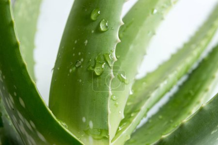 Photo for Close-up view of fresh green organic Aloe vera - Royalty Free Image