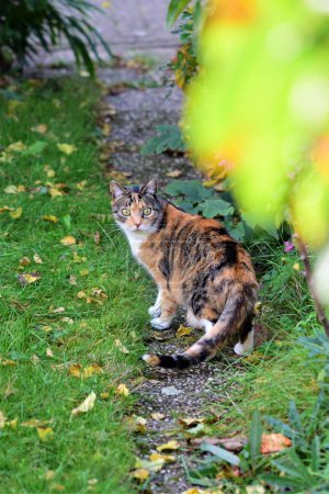 Téléchargez les photos : Chat tricolore se retournant sur un chemin de jardin - en image libre de droit