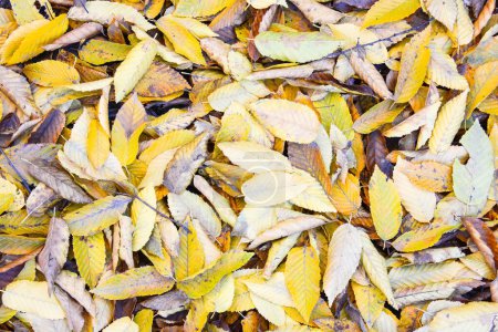 Photo for Fallen autumn leaves background - Royalty Free Image