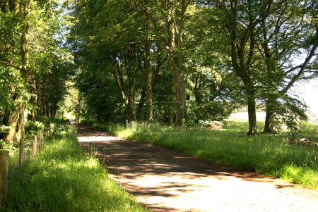 Photo for Country track in forest, Greenlaw, scotland in summer - Royalty Free Image