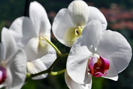 Photo for The orchid blooming in the summer garden - Royalty Free Image