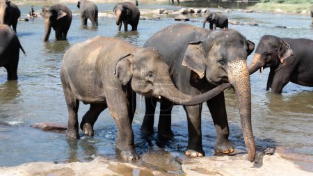Téléchargez les photos : "Jeune éléphant amour, prendre soin d'un autre dans la rivière
" - en image libre de droit