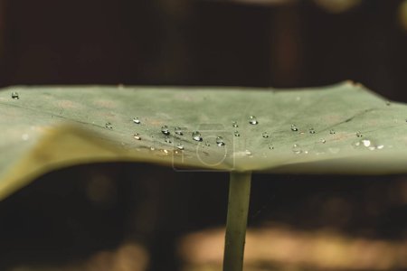 Téléchargez les photos : Gouttelettes d'eau sur la feuille de lotus - en image libre de droit