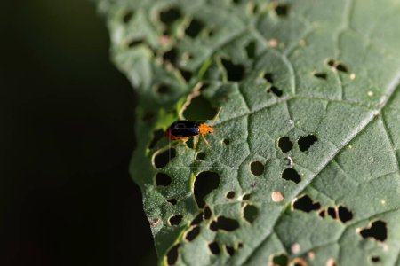 Photo for Orange Bug Eats green leaf - Royalty Free Image