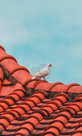 Téléchargez les photos : "Pigeon blanc sur le toit en tuile orange" - en image libre de droit